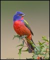 _5SB3426 painted bunting